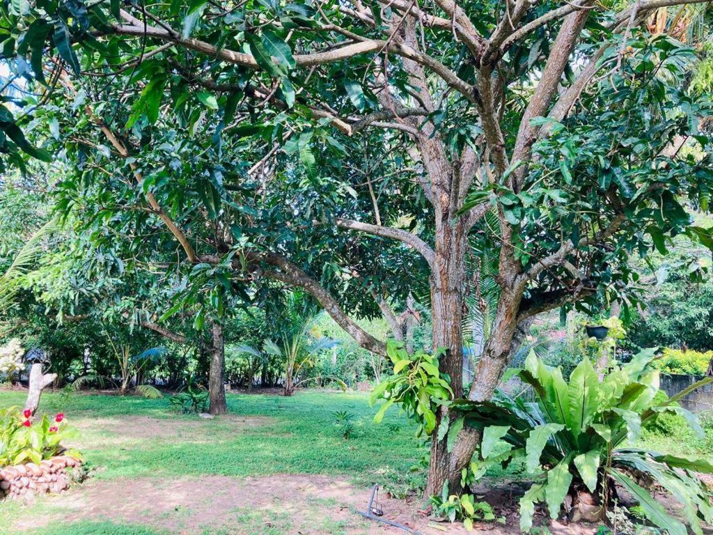 Glorious Villa タンガラ エクステリア 写真